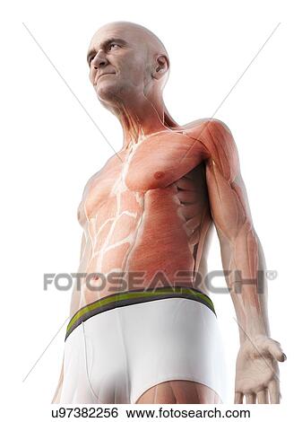 Stock Photograph - Illustration of an old man's muscles. Fotosearch
