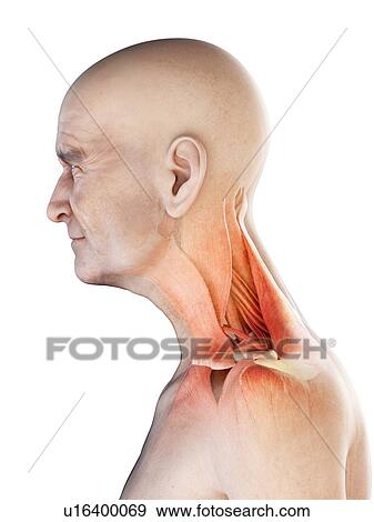 Illustration of an old man's neck muscles View Large Photo Image Stock Photo - Illustration of an old man's neck muscles. Fotosearch