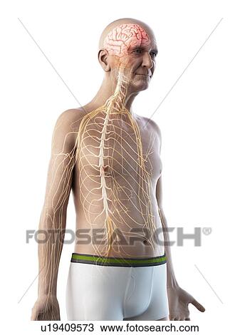 Stock Image - Illustration of an old man's nerves. Fotosearch