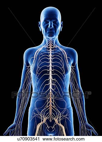 Illustration of an old man's nerves View Large Photo Image Stock Image - Illustration of an old man's nerves. Fotosearch