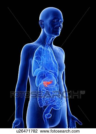 Illustration of an old man's pancreas View Large Photo Image Stock Image - Illustration of an old man's pancreas. Fotosearch