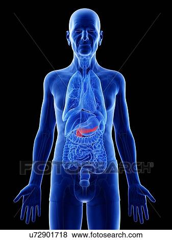 Stock Photo - Illustration of an old man's pancreas. Fotosearch