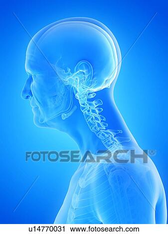 Illustration of an old man's skeletal neck View Large Photo Image Stock Image - Illustration of an old man's skeletal neck. Fotosearch