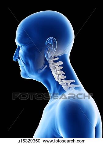 Stock Image - Illustration of an old man's skeletal neck. Fotosearch