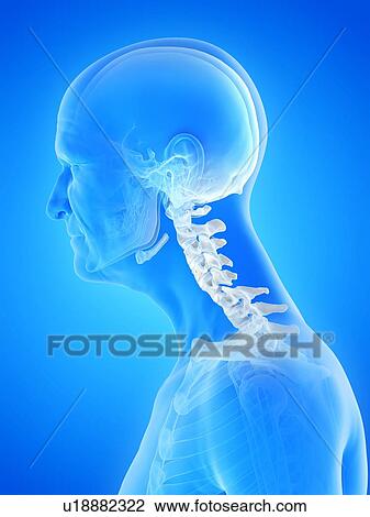 Illustration of an old man's skeletal neck View Large Photo Image Stock Image - Illustration of an old man's skeletal neck. Fotosearch
