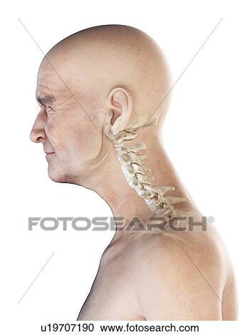 Stock Image - Illustration of an old man's skeletal neck. Fotosearch