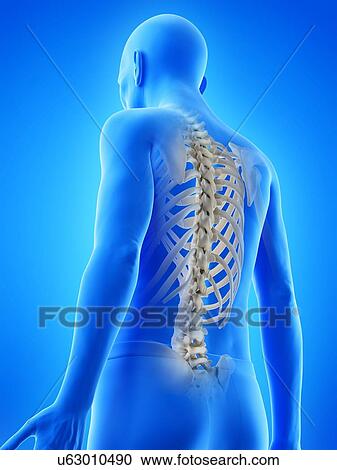 Stock Image - Illustration of an old man's skeletal back. Fotosearch