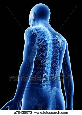Illustration of an old man's skeletal back View Large Photo Image Stock Image - Illustration of an old man's skeletal back. Fotosearch