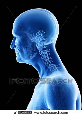 Illustration of an old man's skeletal neck View Large Photo Image Stock Photo - Illustration of an old man's skeletal neck. Fotosearch