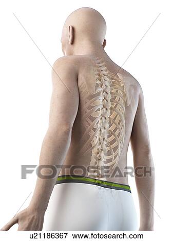 Stock Photo - Illustration of an old man's skeletal back. Fotosearch