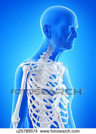 Illustration of an old man's skeleton View Large Photo Image Picture - Illustration of an old man's skeleton. Fotosearch