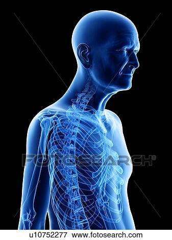 Illustration of an old man's skeleton View Large Photo Image Stock Photo - Illustration of an old man's skeleton. Fotosearch
