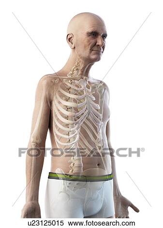 Stock Photography - Illustration of an old man's skeleton. Fotosearch
