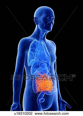 Illustration of an old man's small intestine View Large Photo Image Stock Image - Illustration of an old man's small intestine. Fotosearch
