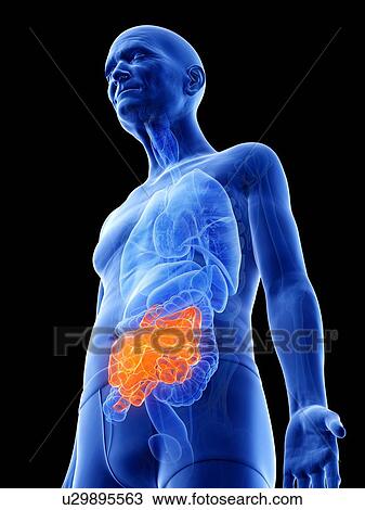 Illustration of an old man's small intestine View Large Photo Image Stock Image - Illustration of an old man's small intestine. Fotosearch
