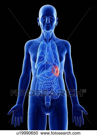Illustration of an old man's spleen View Large Photo Image Stock Image - Illustration of an old man's spleen. Fotosearch