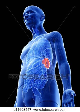 Illustration of an old man's spleen View Large Photo Image Stock Photo - Illustration of an old man's spleen. Fotosearch
