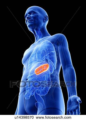 Stock Image - Illustration of an old man's stomach. Fotosearch