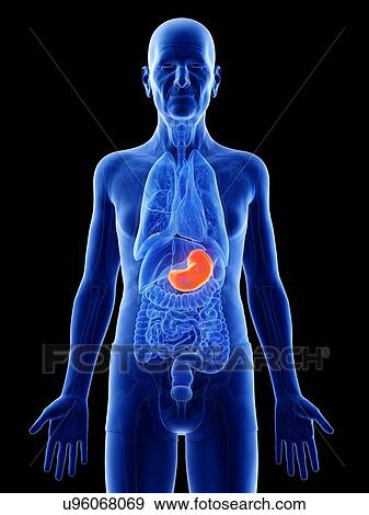 Illustration of an old man's stomach View Large Photo Image Stock Photo - Illustration of an old man's stomach. Fotosearch