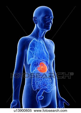 Illustration of an old man's stomach View Large Photo Image Stock Photography - Illustration of an old man's stomach. Fotosearch