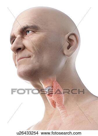 Illustration of an old man's thyroid View Large Photo Image Picture - Illustration of an old man's thyroid. Fotosearch