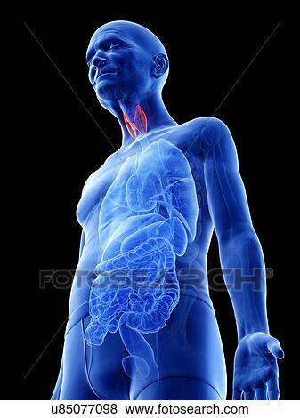 Illustration of an old man's thyroid View Large Photo Image Stock Photo - Illustration of an old man's thyroid. Fotosearch
