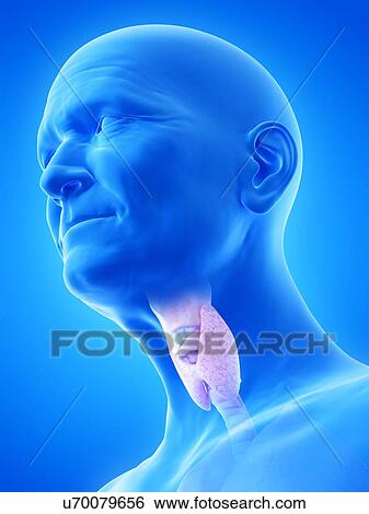 Illustration of an old man's thyroid View Large Photo Image Stock Photograph - Illustration of an old man's thyroid. Fotosearch