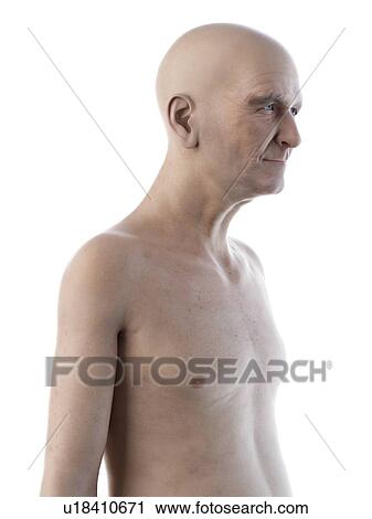 Illustration of an old man's upper body View Large Photo Image Stock Image - Illustration of an old man's upper body. Fotosearch