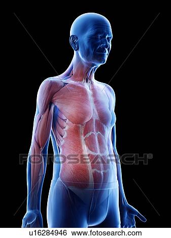 Stock Photograph - Illustration of an old man's upper body muscles. Fotosearch
