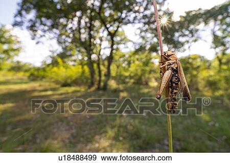 Stock Photo - Infected dead grasshopper. Fotosearch