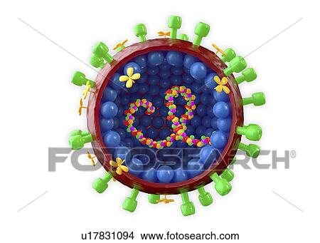 Picture - Influenza A virus, cut-away illustration. Fotosearch