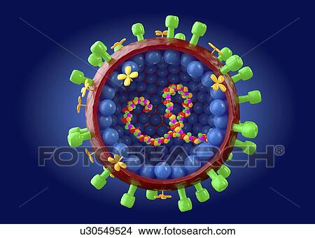 Influenza A virus, cut-away illustration View Large Photo Image Picture - Influenza A virus, cut-away illustration. Fotosearch