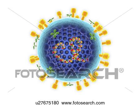 Influenza A virus, cut-away illustration View Large Photo Image Stock Image - Influenza A virus, cut-away illustration. Fotosearch