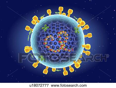 Influenza A virus, cut-away illustration View Large Photo Image Stock Photo - Influenza A virus, cut-away illustration. Fotosearch
