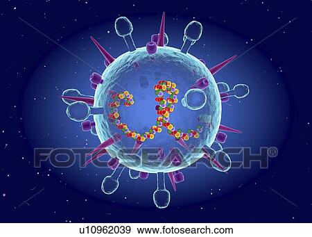 Stock Photo - Influenza B virus, cut-away illustration. Fotosearch