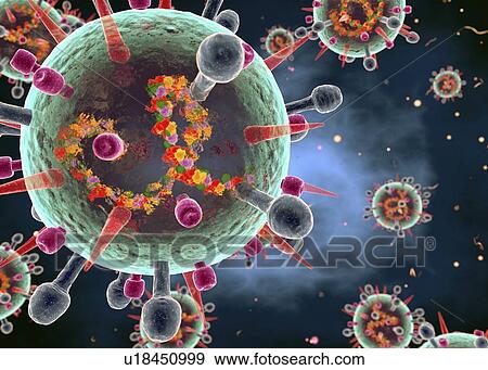 Influenza B virus, cut-away illustration View Large Photo Image Stock Photo - Influenza B virus, cut-away illustration. Fotosearch