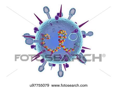 Influenza B virus, cut-away illustration View Large Photo Image Stock Photo - Influenza B virus, cut-away illustration. Fotosearch