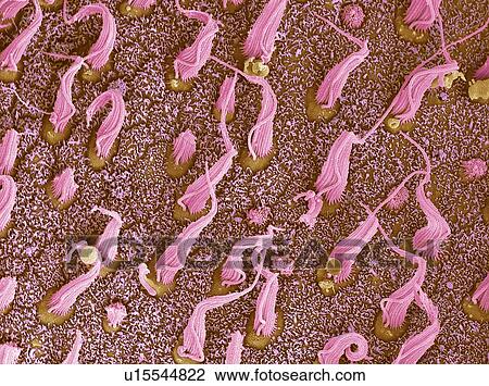 Stock Image - Inner ear sensory cells, SEM. Fotosearch
