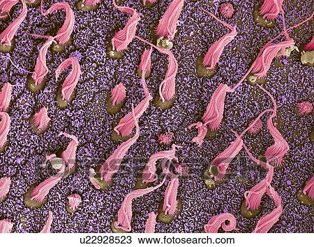 Stock Image - Inner ear sensory cells, SEM. Fotosearch