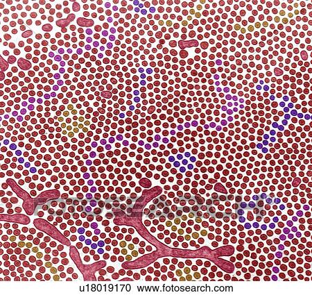 Intestinal brush border, TEM View Large Photo Image Stock Image - Intestinal brush border, TEM. Fotosearch