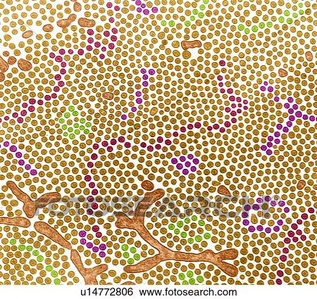 Stock Photograph - Intestinal brush border, TEM. Fotosearch
