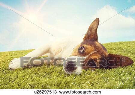 Jack Russell Terrier Lying Down on Grass View Large Photo Image Stock Image - Jack Russell Terrier Lying Down on Grass. Fotosearch
