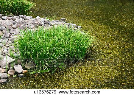 Japanese garden pond reed View Large Photo Image Stock Photo - Japanese garden pond reed. Fotosearch