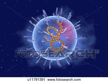 Stock Image - Lassa virus, cut-away illustration. Fotosearch