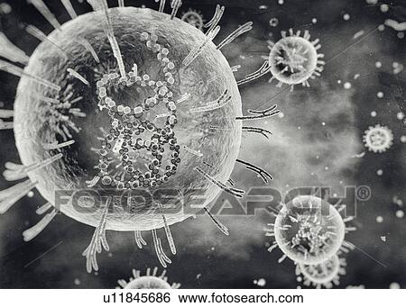 Stock Photograph - Lassa virus, cut-away illustration. Fotosearch