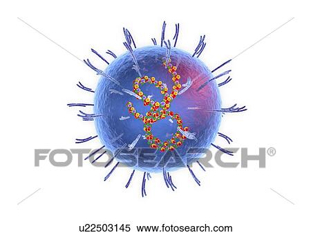 Lassa virus, cut-away illustration View Large Photo Image Stock Photography - Lassa virus, cut-away illustration. Fotosearch