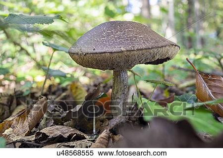 Leccinum griseum mushroom View Large Photo Image Stock Photography - Leccinum griseum mushroom. Fotosearch
