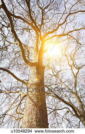 Picture - Lens Flare with Empty Tree. Fotosearch