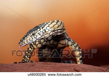 Lizard with his tounge out View Large Photo Image Stock Photography - Lizard with his tounge out. Fotosearch