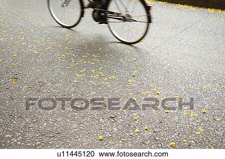 Low view of man cycling bicycle View Large Photo Image Stock Image - Low view of man cycling bicycle. Fotosearch